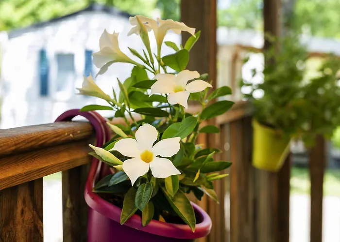 Mobilhome 4* كابروتو